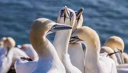 阿勒泰最新公积金卡提取现金方法app方法分析(最方便真实的阿勒泰公积金卡怎样从手机里取出来?方法)