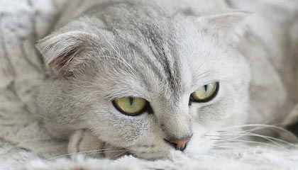 阿勒泰最新去药店套现暗号方法分析(最方便真实的阿勒泰怎么找可以套现的药店方法)